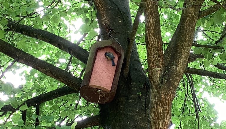 Forest School – Year 6 – Session 3