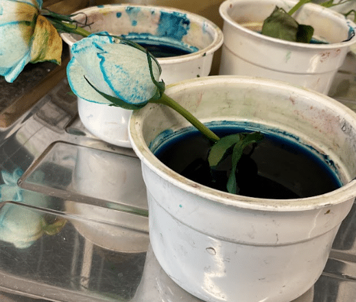 Year 3 explore plants and play with balance!